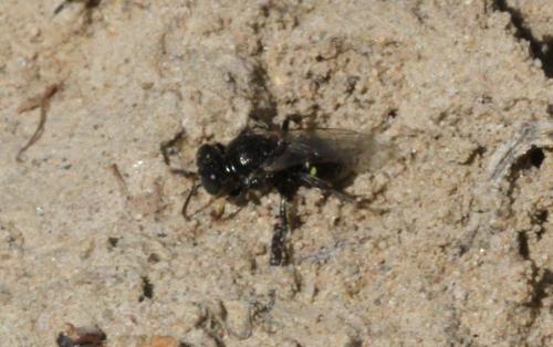 Oxybelus bipunctatus